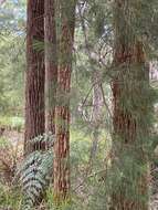 Image of Allocasuarina decussata (Benth.) L. A. S. Johnson