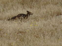 Image of Kurdistan red fox