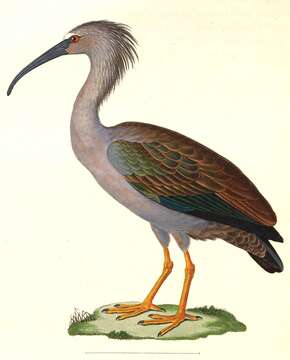 Image of Plumbeous Ibis