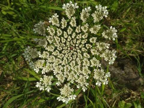 Image of Daucus carota subsp. azoricus Franco