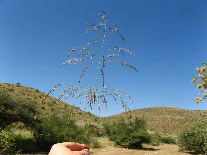 Image of Eragrostis rotifer Rendle