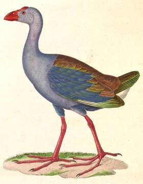 Image of Swamphen