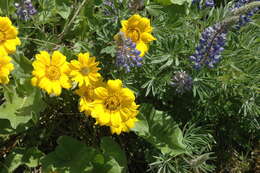 Image of Carey's balsamroot