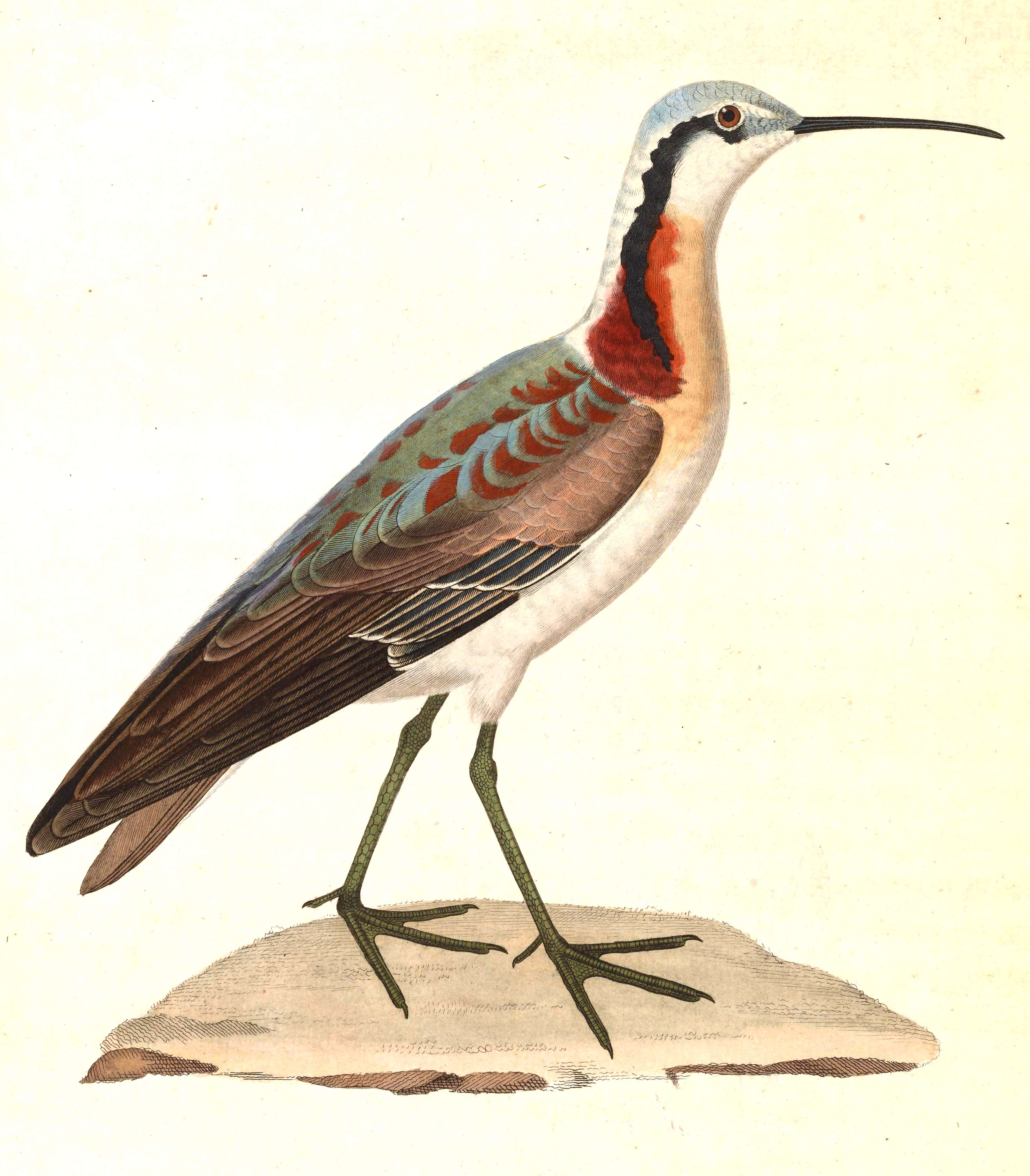 Image of Phalaropus Brisson 1760