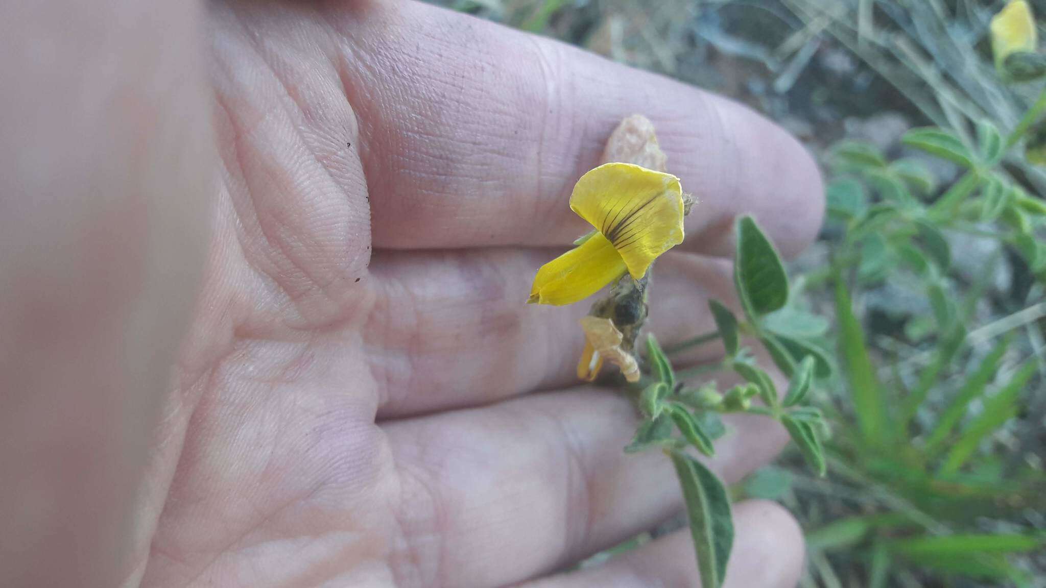 Image of <i>Crotalaria chaco-serranensis</i>