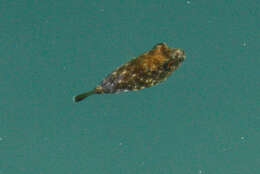 Image of Longnose Puffer