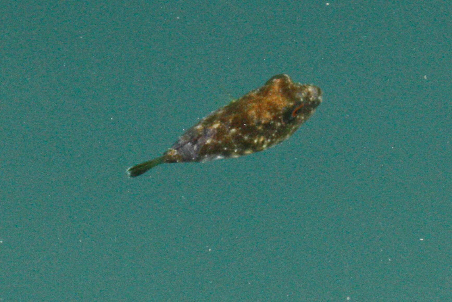 Image of Longnose Puffer