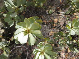 Image of Leucadendron loranthifolium (Salisb. ex Knight) I. Williams