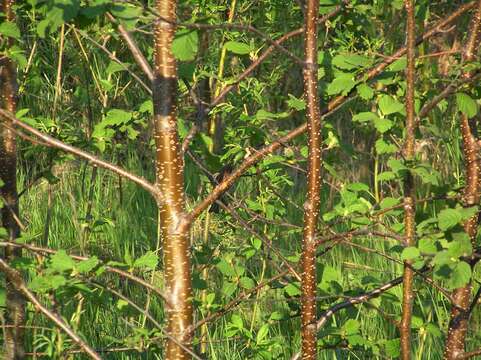 Слика од Alnus hirsuta (Spach) Rupr.