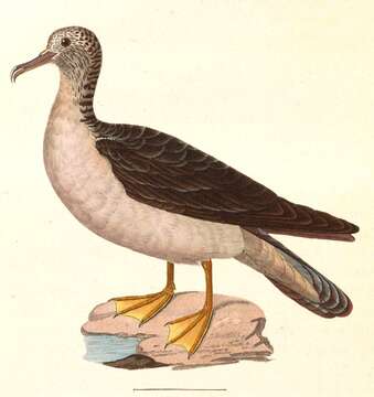 Image of Streaked Shearwater