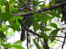 Image of Gold-whiskered Barbet