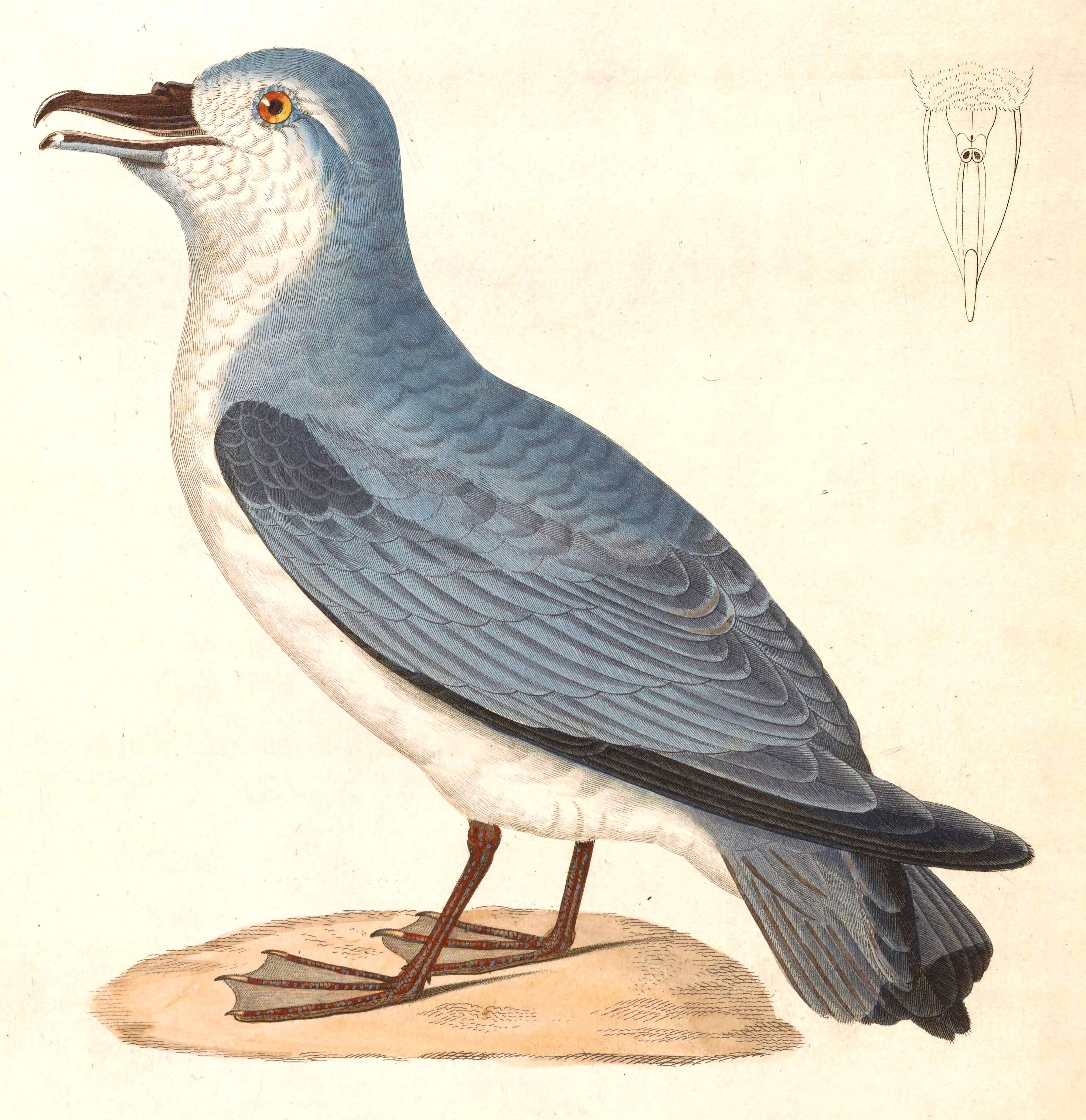 Image of Pachyptila Illiger 1811
