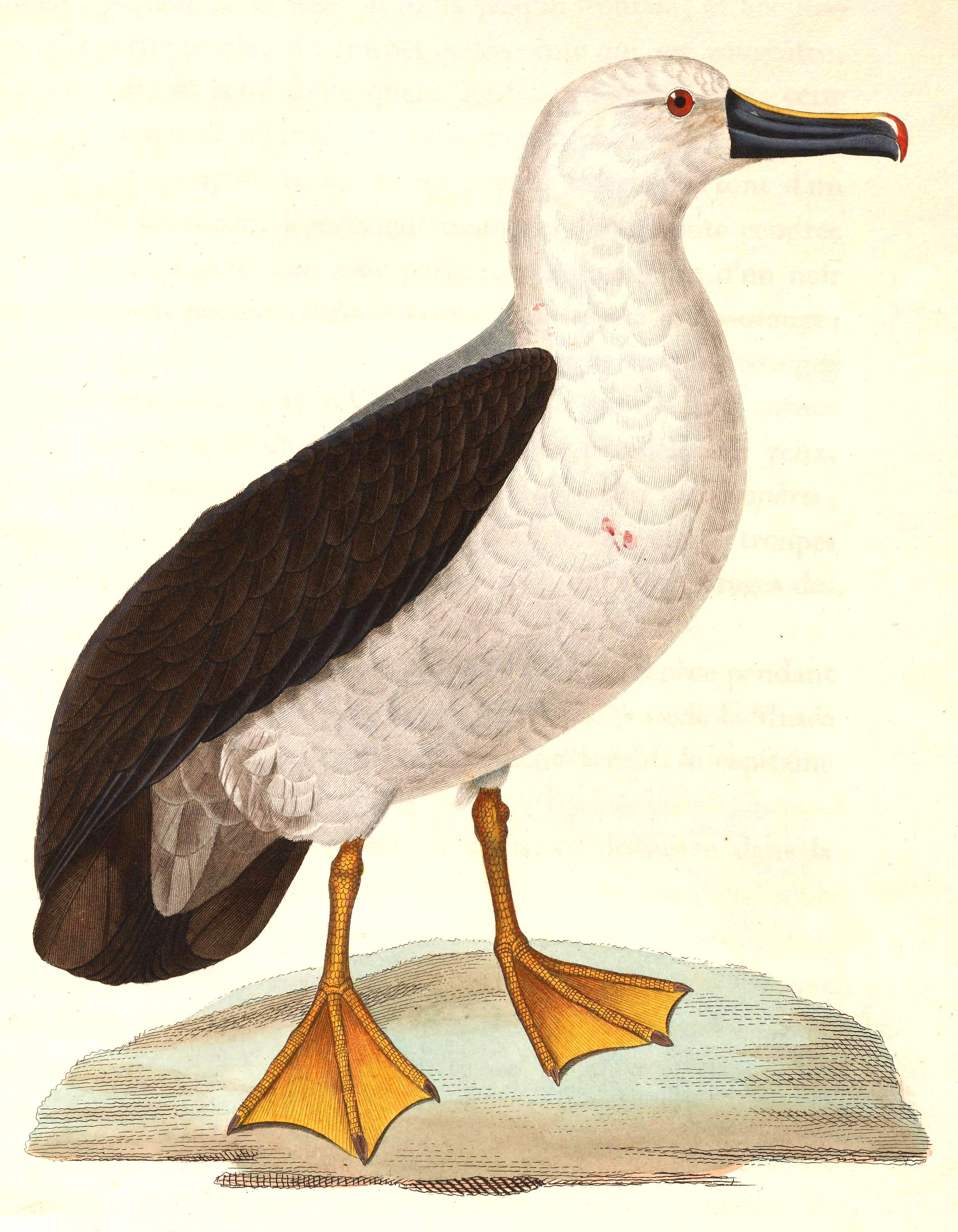 Image de albatros