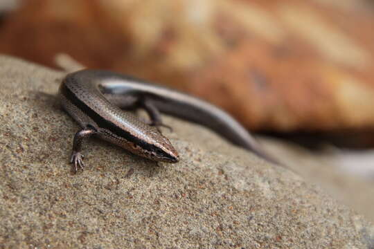 Image of Red-throated Cool-skink