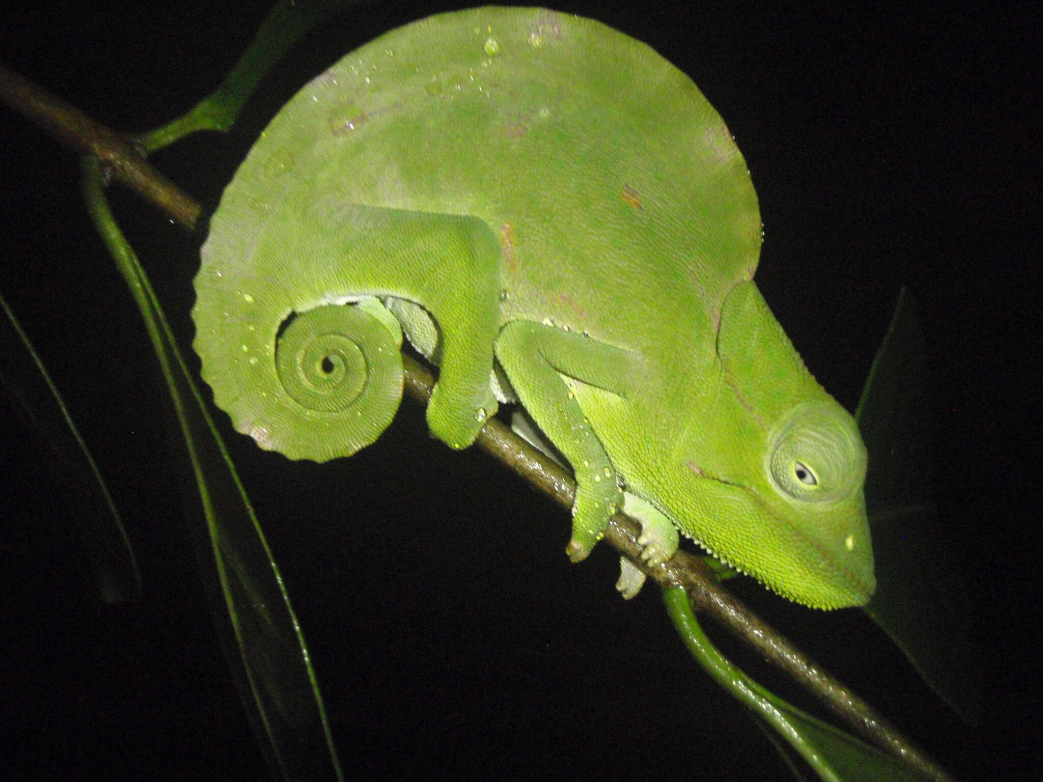 Image of Usambara Three-Horned Chameleon