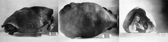 Image of Pinta giant tortoise