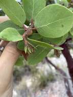 Image of Monterey manzanita