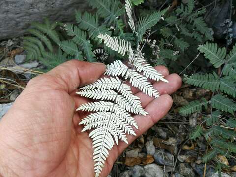 Image of Copeland's cloak fern