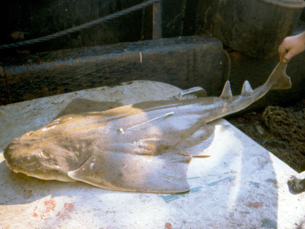 Image of Atlantic Angel Shark