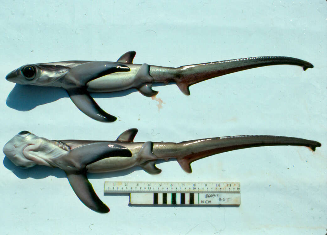 Image of Bigeye Thresher Shark