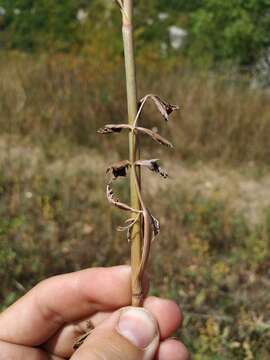 Imagem de Pimpinella peregrina L.