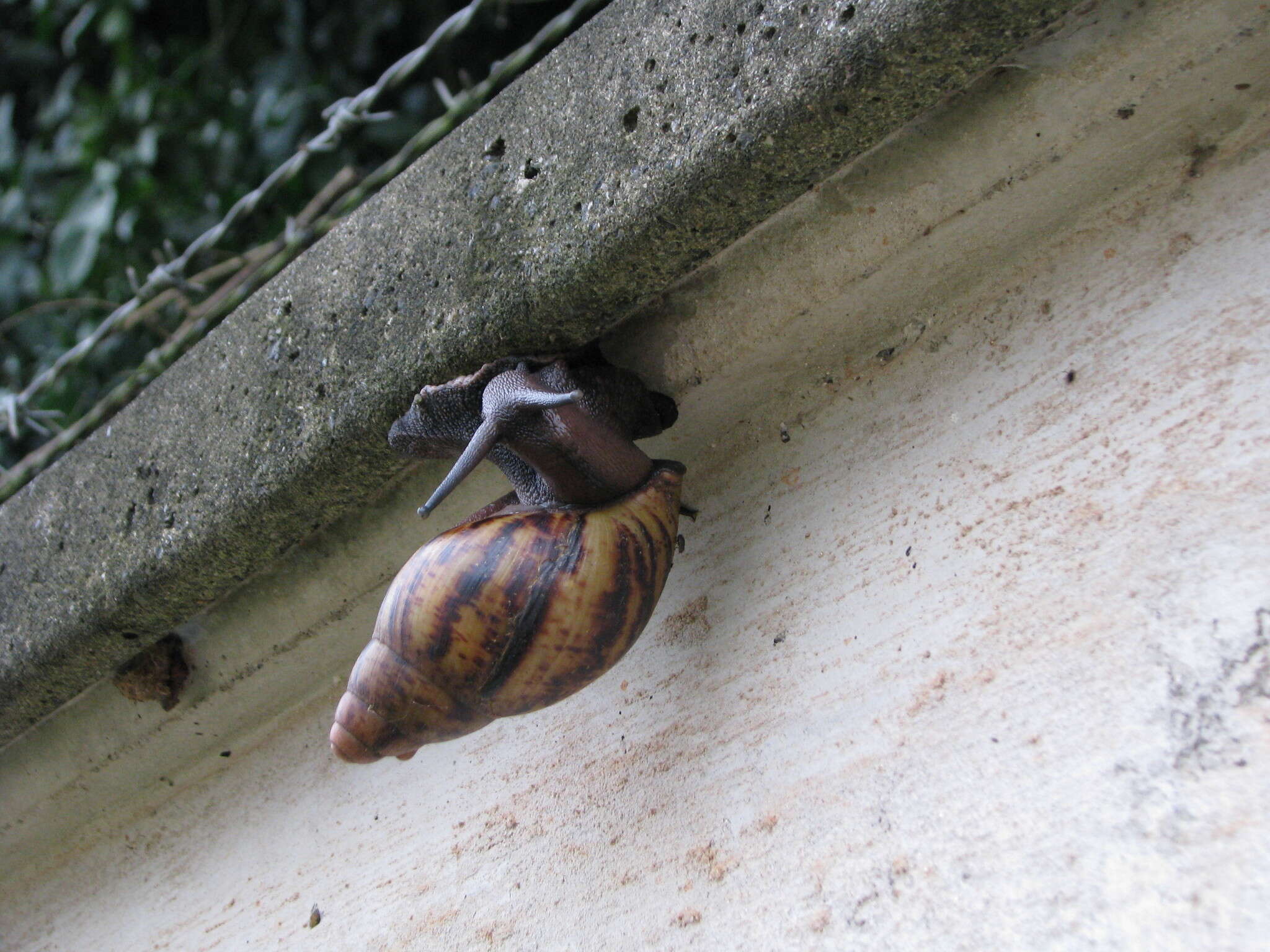 Image de Archachatina marginata (Swainson 1821)