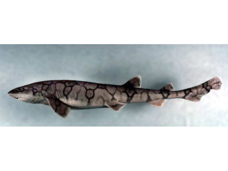 Image of Chain Catshark