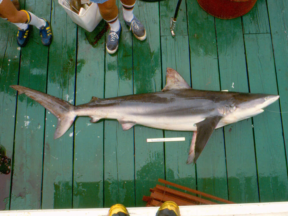 Image of Dusky Shark