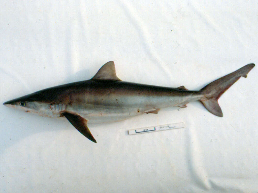 Image of Night Shark