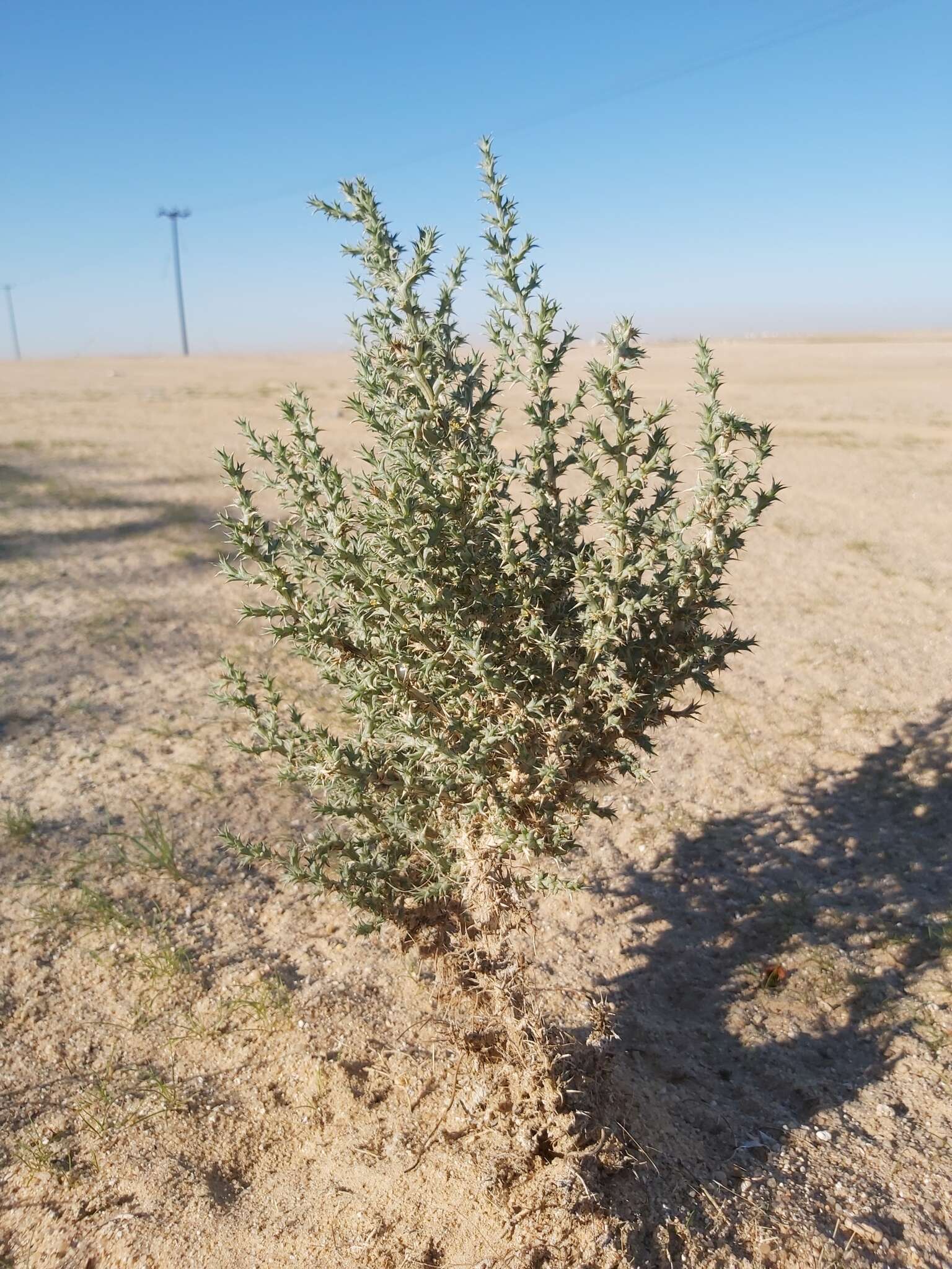 Imagem de Cornulaca aucheri Moq.