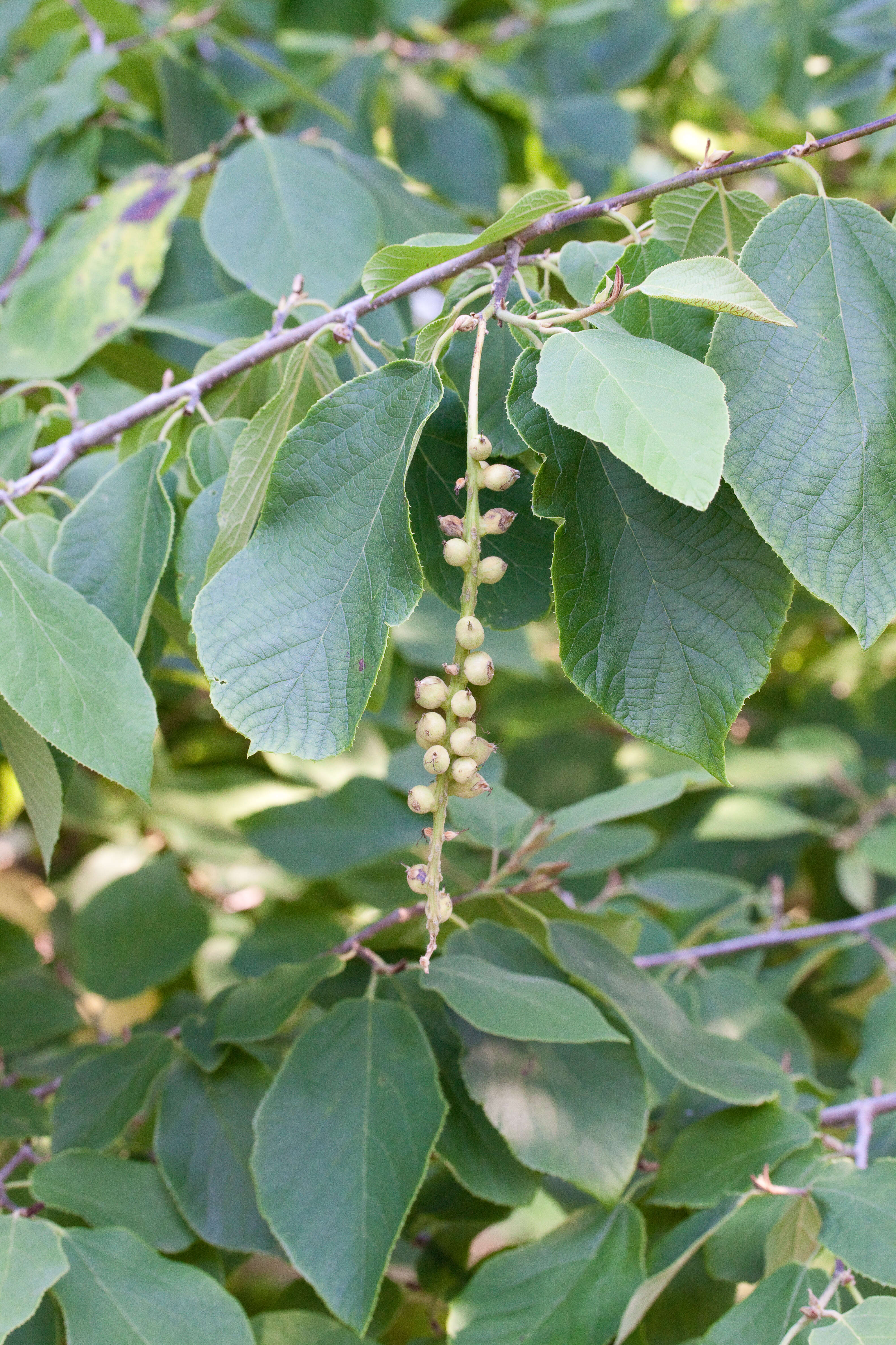 Plancia ëd Sinowilsonia henryi Hemsl.