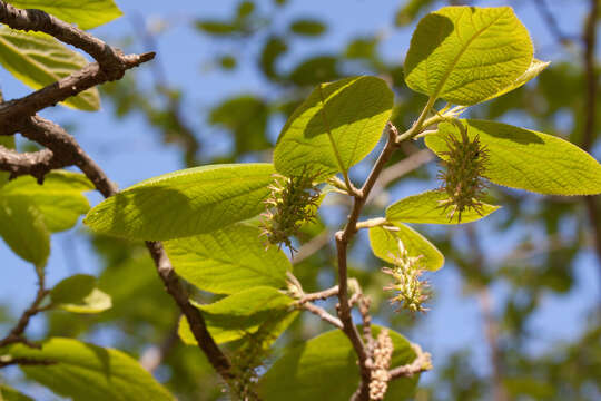 صورة Sinowilsonia henryi Hemsl.