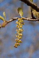 Imagem de Sinowilsonia henryi Hemsl.