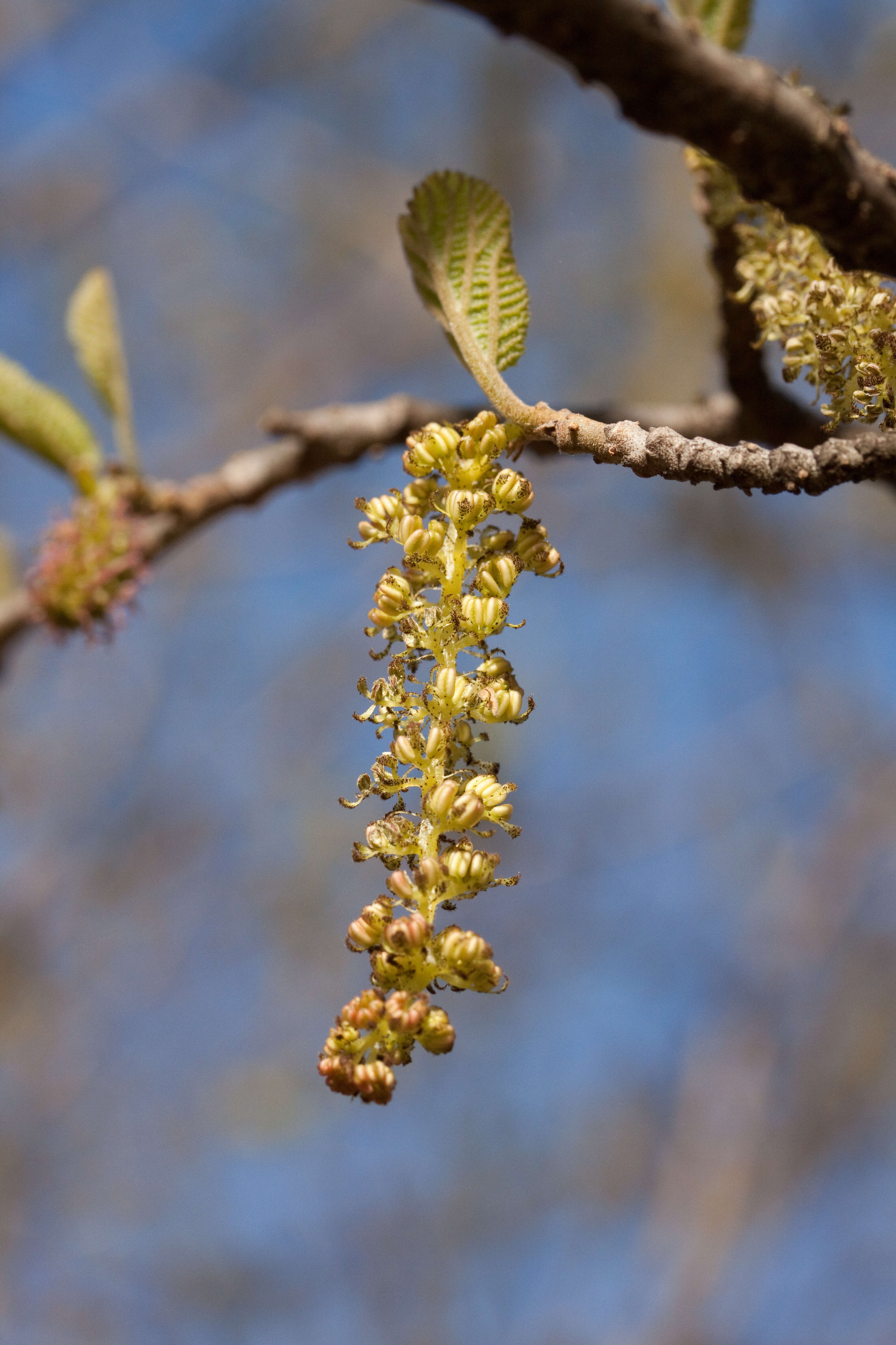 Plancia ëd Sinowilsonia henryi Hemsl.