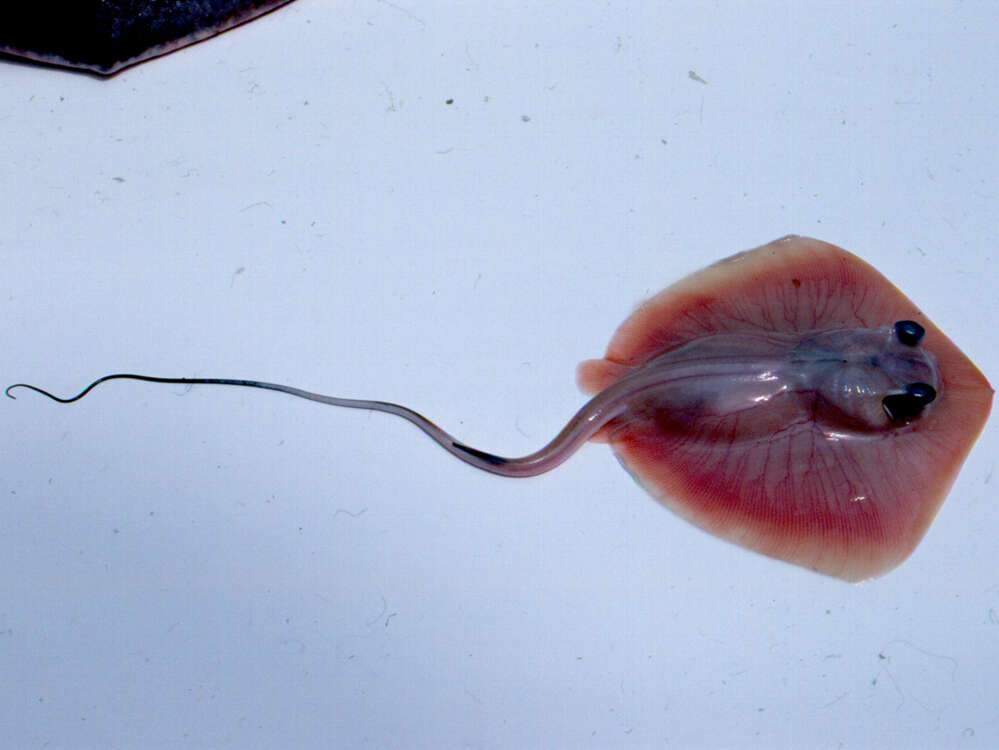 Image of Bluntnose Stingray