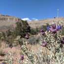 Sivun Salvia dorrii subsp. dorrii kuva