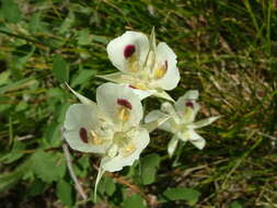 Слика од Calochortus eurycarpus S. Watson