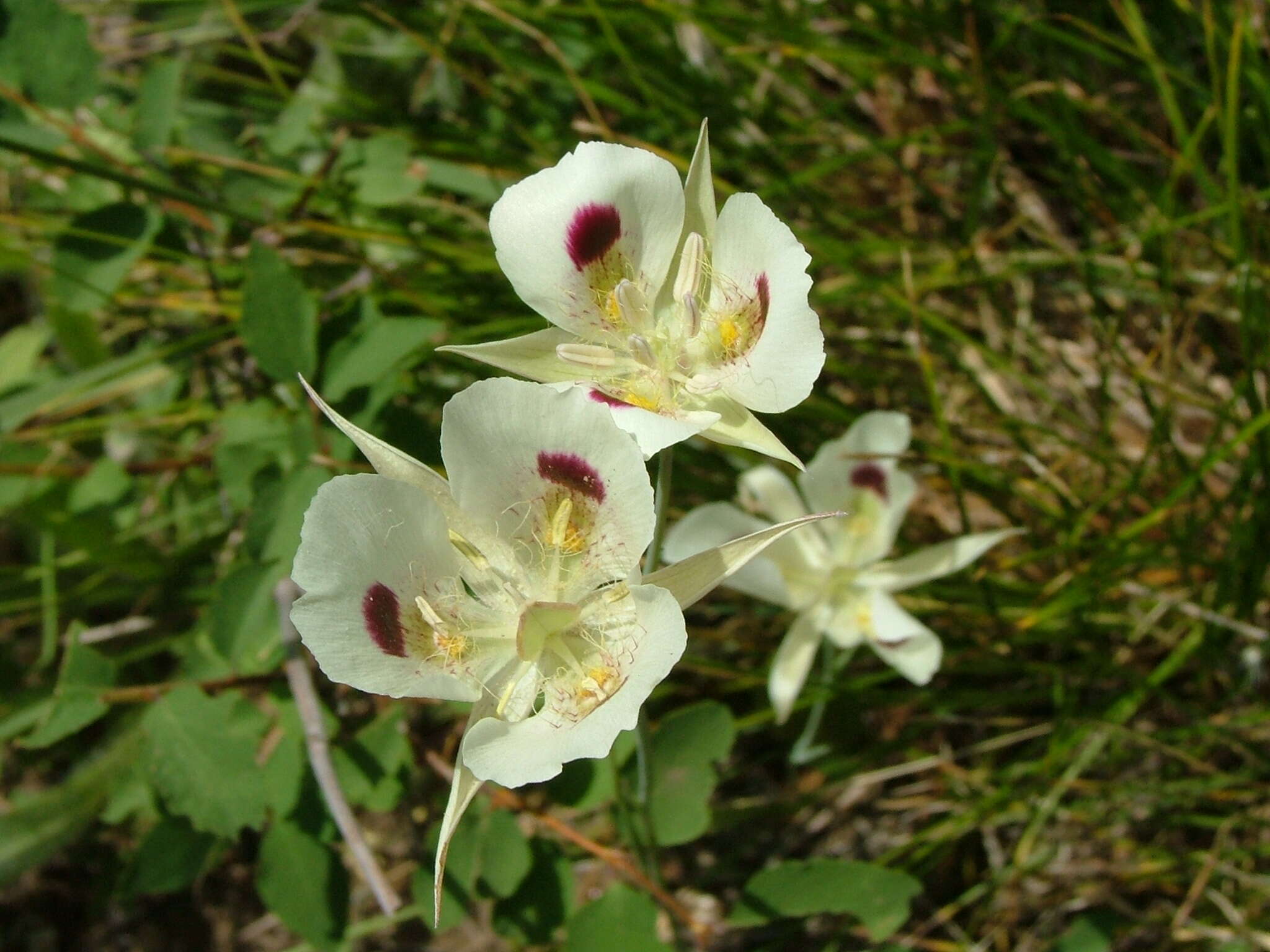 Слика од Calochortus eurycarpus S. Watson