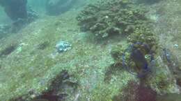 Image of Bumphead damselfish