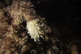 Image of orange pipe calcareous sponge