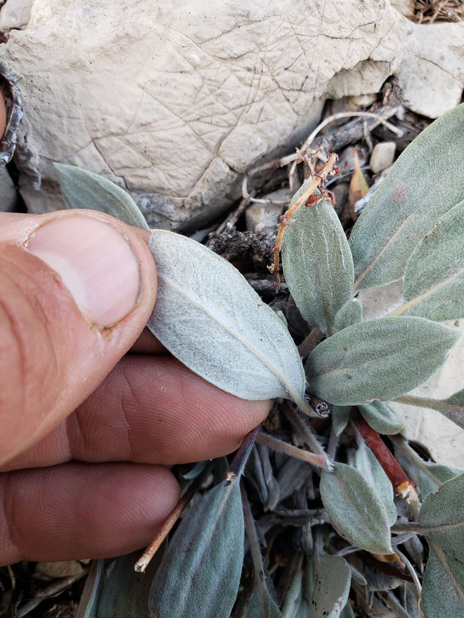 Image of Havard's buckwheat