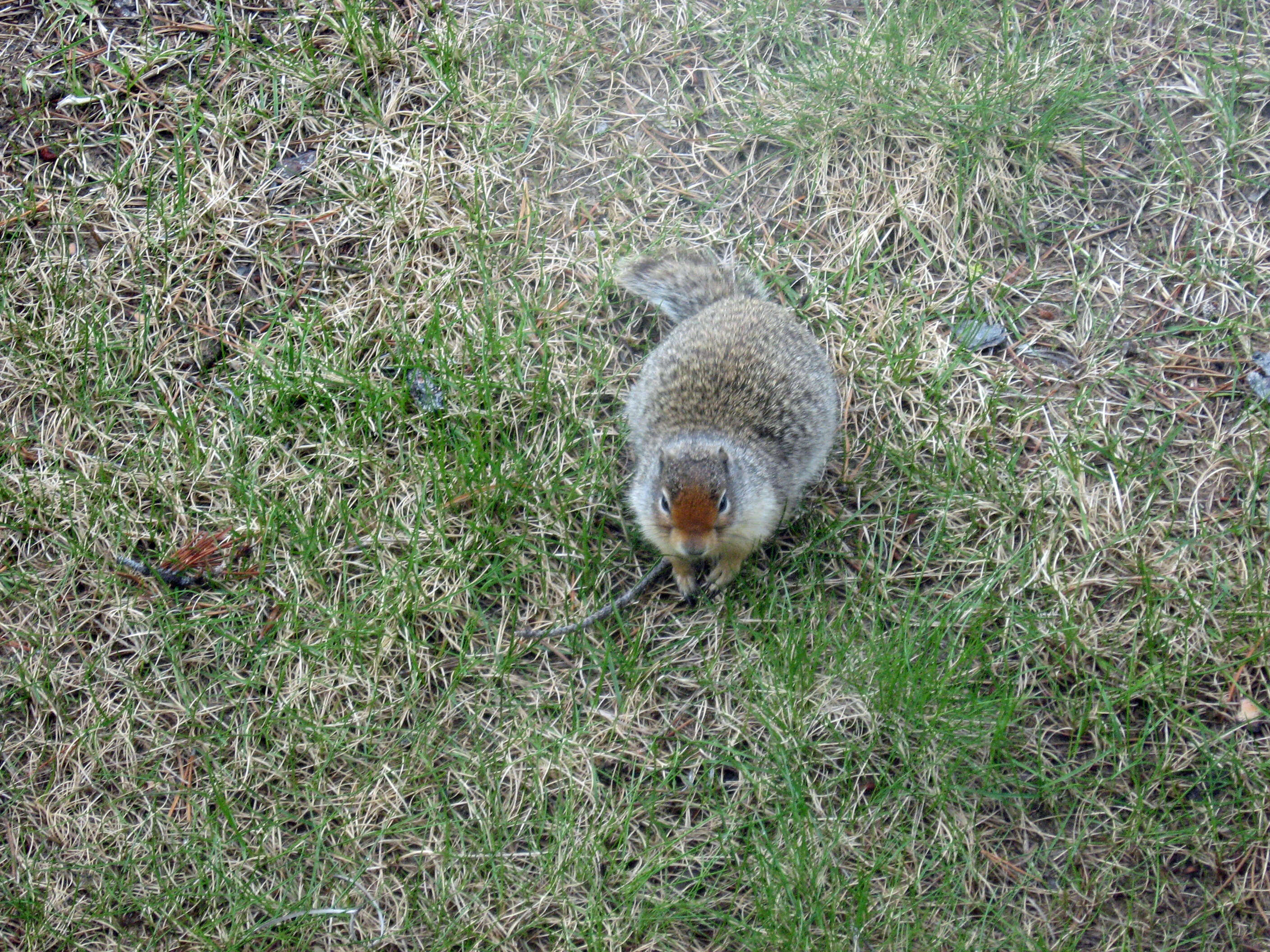 Image of Columbian ground squirrel