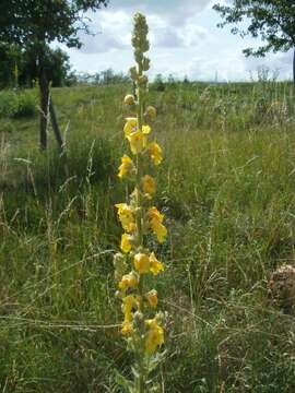 Image of Great Mullein