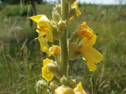 Image of Great Mullein