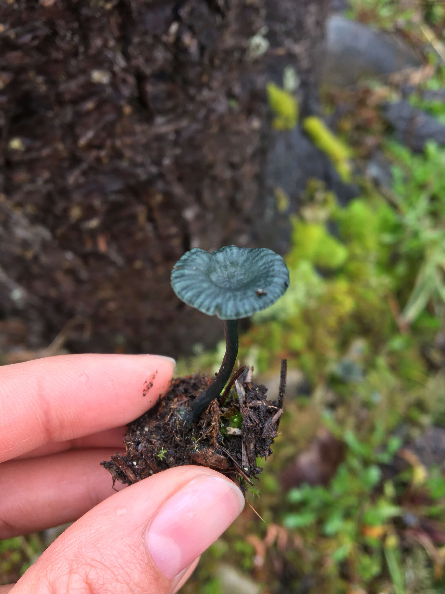 Imagem de Arrhenia chlorocyanea (Pat.) Redhead, Lutzoni, Moncalvo & Vilgalys 2002