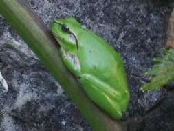 Image of Mediterranean Tree Frog