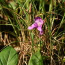 صورة Roscoea alpina Royle