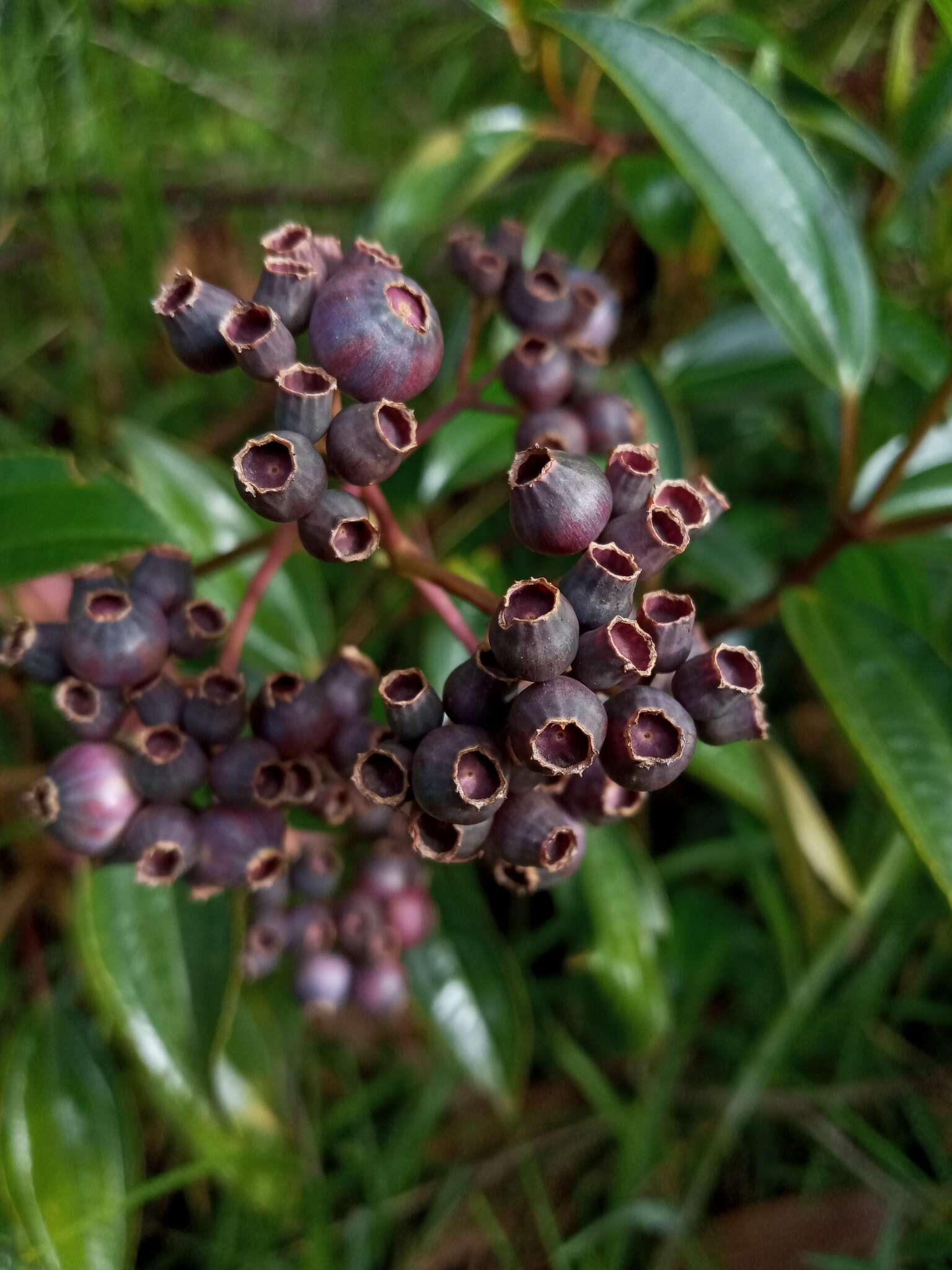 Miconia crocea (Desroussraux) Naud.的圖片