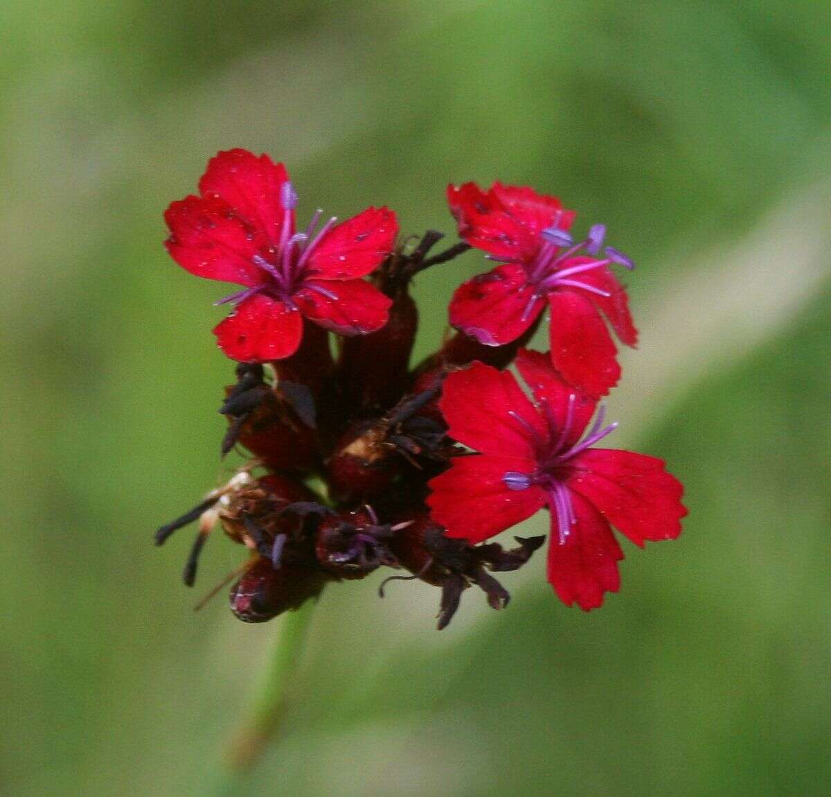 Image of carthusian pink