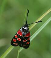 Image of Zygaena carniolica Scopoli 1763